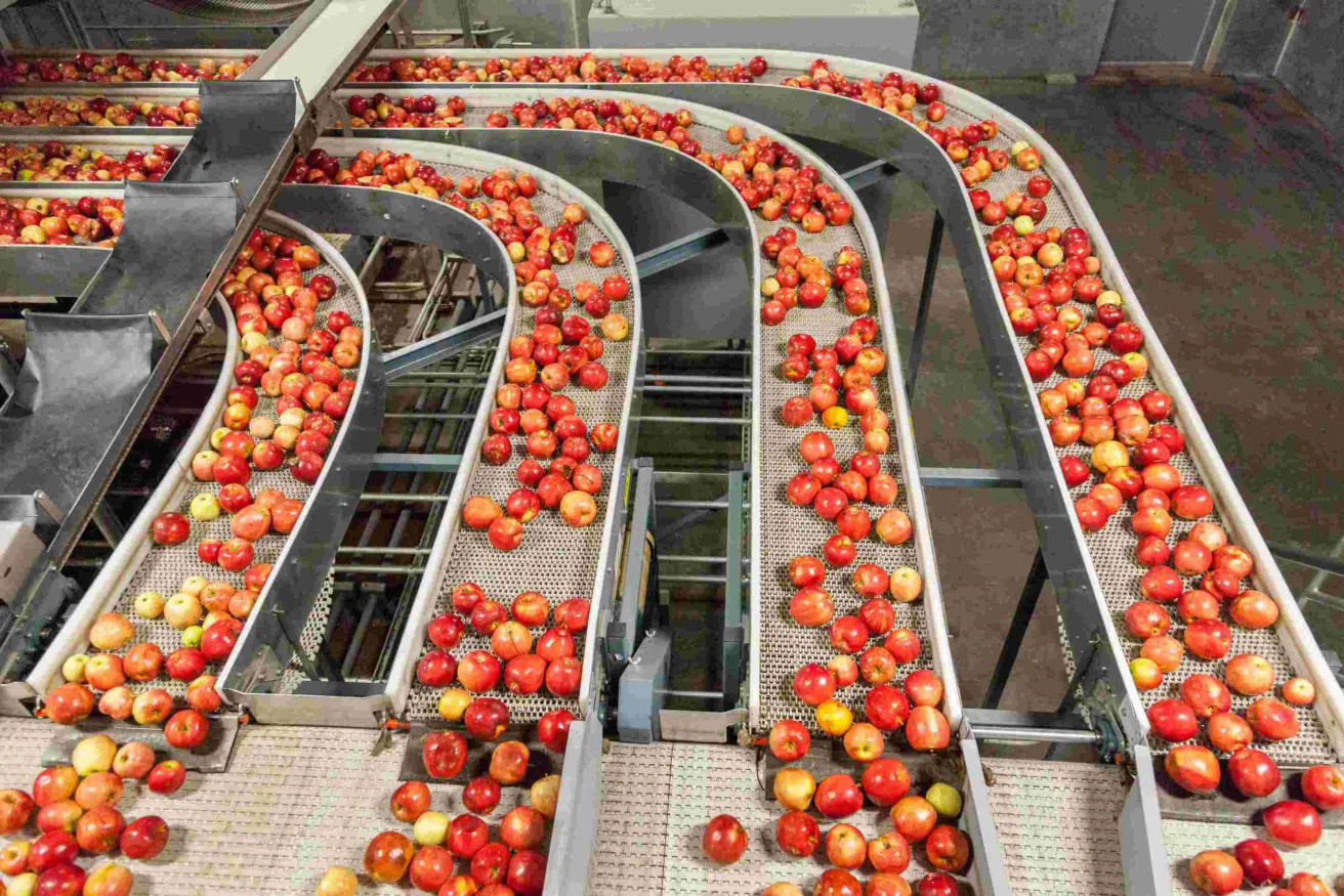 Red and yellow apples move along multiple conveyor belts in a fruit processing facility.