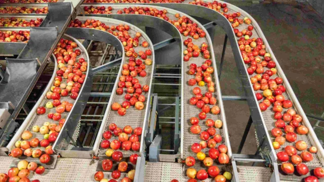 Red and yellow apples move along multiple conveyor belts in a fruit processing facility.